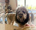 Small #1 Bernedoodle