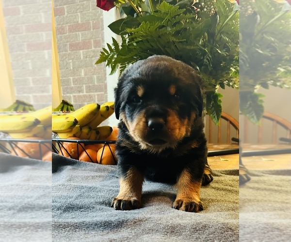 Medium Photo #1 Rottweiler Puppy For Sale in ALBION, MI, USA
