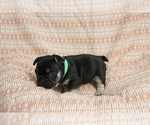 Small #2 French Bulldog