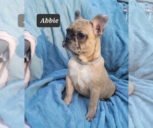 French Bulldog Puppy for Sale in POMEROY, Ohio USA