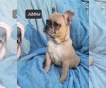 Small Photo #1 French Bulldog Puppy For Sale in POMEROY, OH, USA