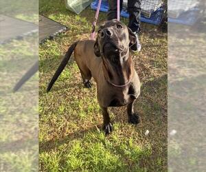 Labrador Retriever Dogs for adoption in Mobile, AL, USA