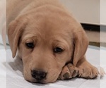 Small Photo #83 Labrador Retriever Puppy For Sale in OLYMPIA, WA, USA