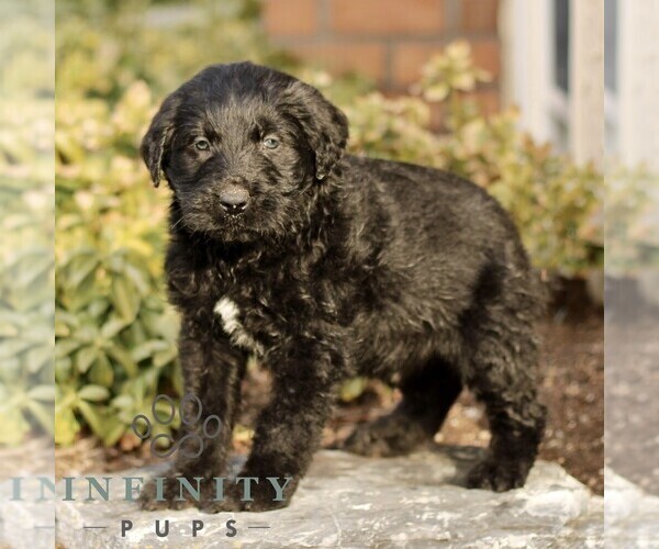 Medium Photo #2 Labradoodle Puppy For Sale in RONKS, PA, USA