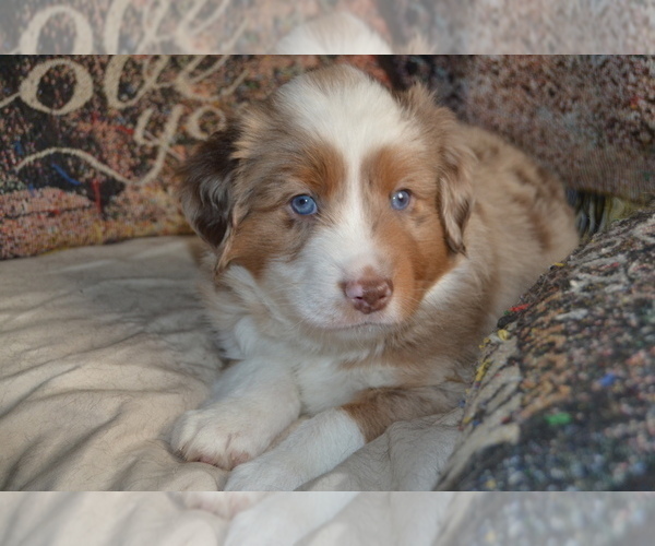 Medium Photo #1 Miniature Australian Shepherd Puppy For Sale in WOODSTOCK, CT, USA