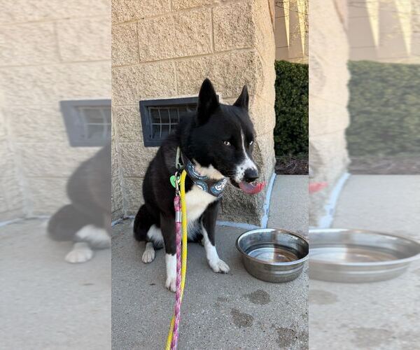 Medium Photo #16 Border Collie-Siberian Husky Mix Puppy For Sale in Silver Spring, MD, USA