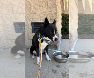 Ace - Male Border Collie-Siberian Husky Mix Dog for Adoption - Photo #16