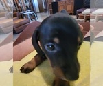 Small Photo #3 Dachshund Puppy For Sale in EL RENO, OK, USA