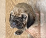 Red F - Female Bloodhound Puppy for Sale - Photo #2