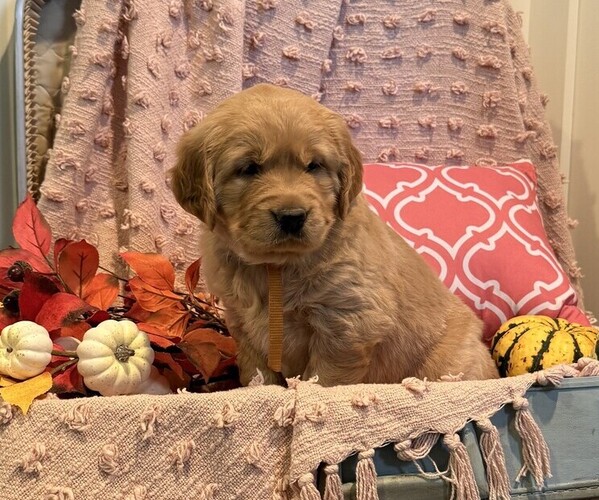 Medium Photo #1 Golden Retriever Puppy For Sale in WILLARD, WI, USA
