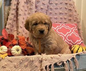 Golden Retriever Puppy for sale in WILLARD, WI, USA
