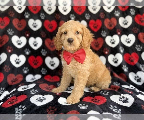 Medium Photo #1 Cock-A-Poo Puppy For Sale in LAKELAND, FL, USA