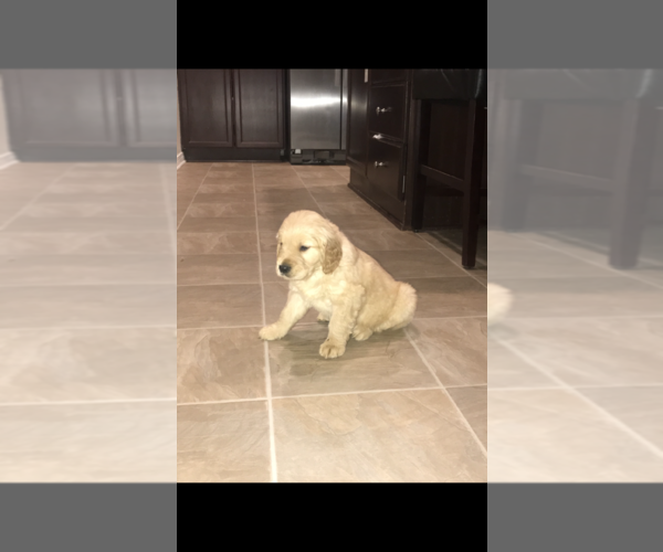 Medium Photo #3 Golden Retriever Puppy For Sale in PERRIS, CA, USA