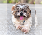 Small Photo #5 Shih Tzu-Unknown Mix Puppy For Sale in Corona, CA, USA