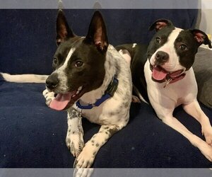 Spotty - Male Mutt Dog for Adoption - Photo #22