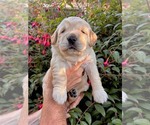 Small #2 Golden Retriever