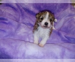 Small Photo #15 Havachon Puppy For Sale in WINSTON SALEM, NC, USA