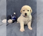 Small Photo #2 Golden Labrador Puppy For Sale in LIVE OAK, FL, USA