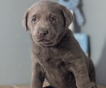 Small #7 Labrador Retriever