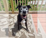 Small Australian Shepherd-Boxer Mix