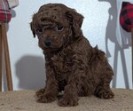 Small #3 Poodle (Miniature)