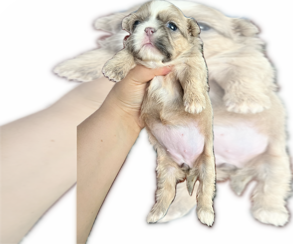 Medium Photo #3 Shih Tzu Puppy For Sale in HAYWARD, CA, USA