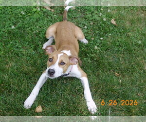 Jack Russell Terrier-Unknown Mix Dogs for adoption in Mechanicsburg, PA, USA