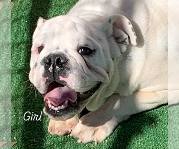 Medium Photo #6 English Bulldog Puppy For Sale in VICTORVILLE, CA, USA