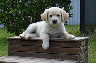 Goldendoodle Puppy for sale in LIVE OAK, FL, USA