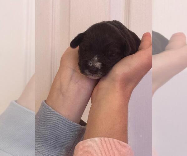 Medium Photo #14 Schnauzer (Miniature) Puppy For Sale in LEHIGH ACRES, FL, USA