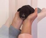 Small Photo #25 Schnauzer (Miniature) Puppy For Sale in LEHIGH ACRES, FL, USA
