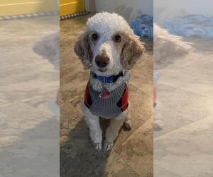 Father of the Bordoodle puppies born on 04/25/2025