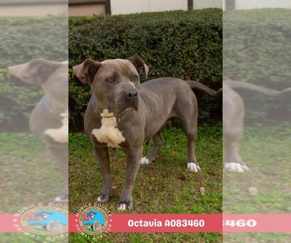 Medium Photo #2 Mutt Puppy For Sale in Mobile, AL, USA