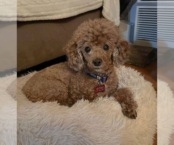 Medium Photo #6 Poodle (Miniature) Puppy For Sale in Chester, NJ, USA