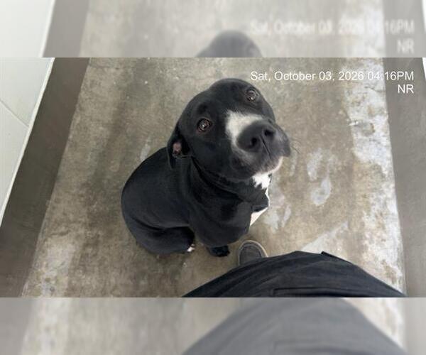 Medium Photo #1 American Pit Bull Terrier Puppy For Sale in Ocala, FL, USA