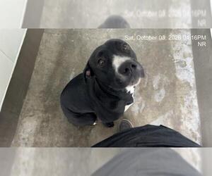 American Pit Bull Terrier Dogs for adoption in Ocala, FL, USA