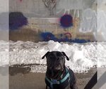 Small #4 American Pit Bull Terrier