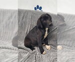 Small Mutt
