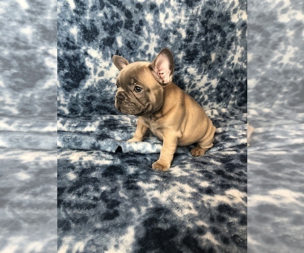 Medium Photo #4 French Bulldog Puppy For Sale in STAFFORD, VA, USA