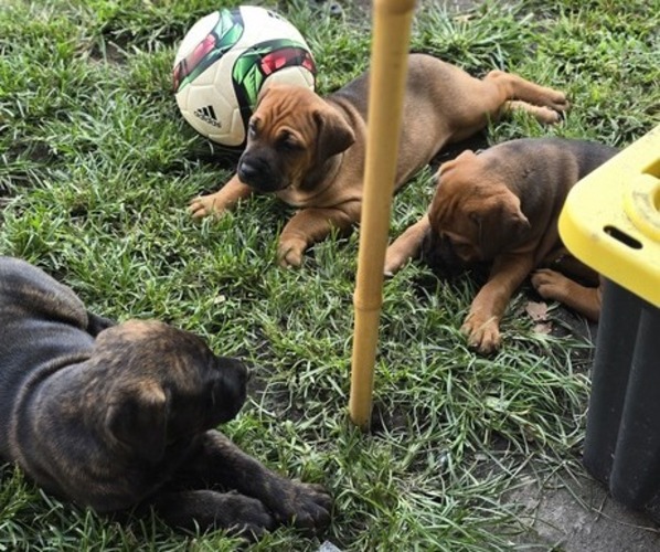 Medium Photo #1 Cane Corso-Doberman Pinscher Mix Puppy For Sale in NORFOLK, VA, USA