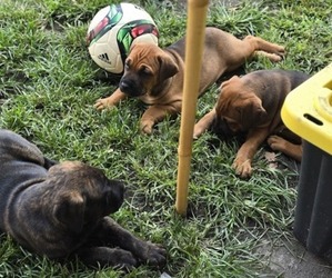 Cane Corso-Doberman Pinscher Mix Puppy for Sale in NORFOLK, Virginia USA