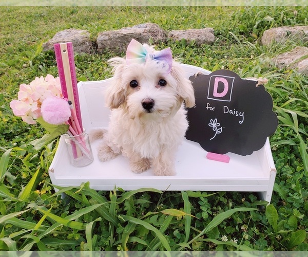 Medium Photo #2 Maltipoo Puppy For Sale in INDEPENDENCE, MO, USA
