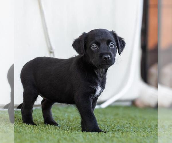 Medium Photo #3 Dachshund-Unknown Mix Puppy For Sale in San Diego, CA, USA