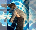 Small Photo #4 German Shorthaired Pointer Puppy For Sale in GREENVILLE, SC, USA