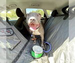 Small #4 American Staffordshire Terrier Mix
