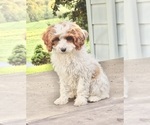 Small #5 Cavapoo (Miniature)