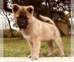 Small Photo #3 Akita Puppy For Sale in MISSION, TX, USA