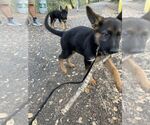 Small Photo #7 German Shepherd Dog Puppy For Sale in SANTA ROSA, CA, USA
