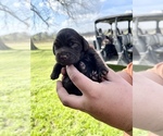 Small Photo #5 Boykin Spaniel Puppy For Sale in AMBROSE, GA, USA