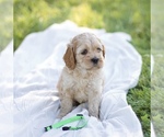 Puppy 3 Cock-A-Poo